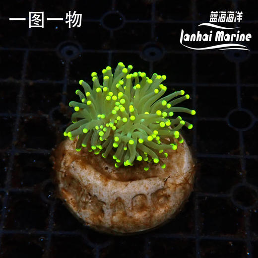 人工金点火柴 商品图1