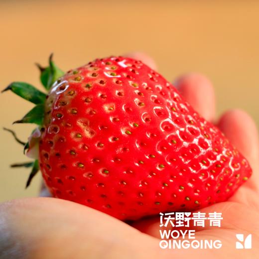 【预售】沃野青青香草莓 有机草莓 果肉紧实 口感香甜 果香四溢 唇齿留香 商品图10