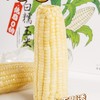 田里有草白糯玉米 商品缩略图1