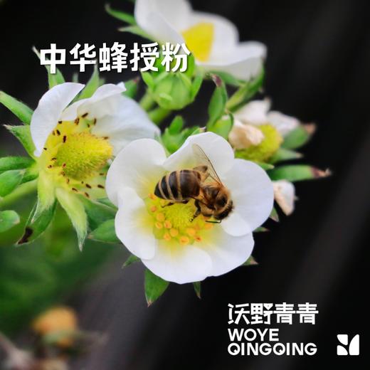 【预售】沃野青青香草莓 有机草莓 果肉紧实 口感香甜 果香四溢 唇齿留香 商品图6