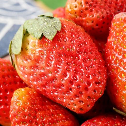 【顺丰发货❗️头茬新鲜奶油草莓】淡淡奶香，爆甜多汁，颗颗饱满！山东当季水果早期草莓产地直发 非丹东99草莓 商品图1