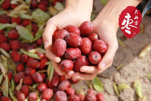 新疆天山雪枣  树上自然吊干100+天  肉质紧实糯韧  不催熟不膨大 商品图1