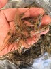 安叶家自产野生小河虾 商品缩略图0