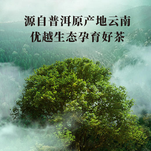八马茶业 | 信记号存珍云南普洱班章生茶+冰岛熟茶组合装120g 商品图2