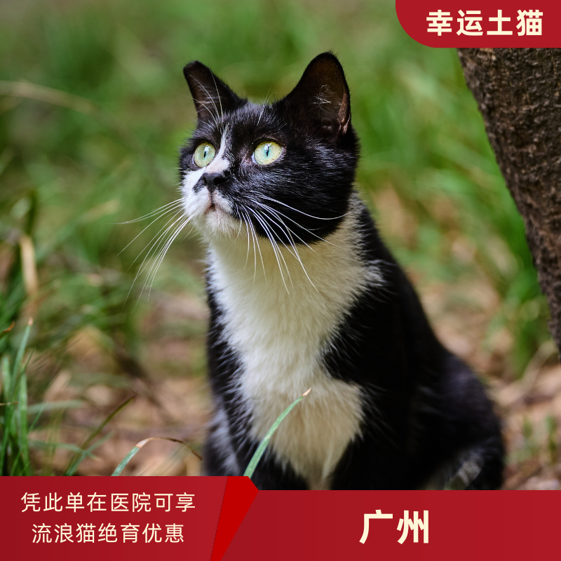 幸运土猫｜广州市流浪猫TNR项目绝育优惠单 有效期1个月单次限拍10张❗️合作动物医院 运费专拍