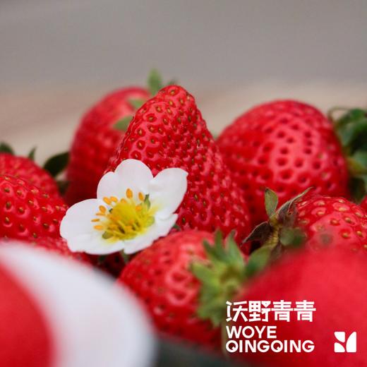 【预售】沃野青青香草莓 有机草莓 果肉紧实 口感香甜 果香四溢 唇齿留香 商品图2