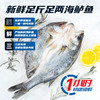 顺丰包邮｜闽威醇香海鲈鱼｜开袋即烹！ 东方甄选推荐👍地理标志福建生态鲈鱼！ 商品缩略图1