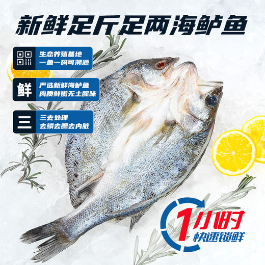 顺丰包邮｜闽威醇香海鲈鱼｜开袋即烹！ 东方甄选推荐👍地理标志福建生态鲈鱼！ 商品图1