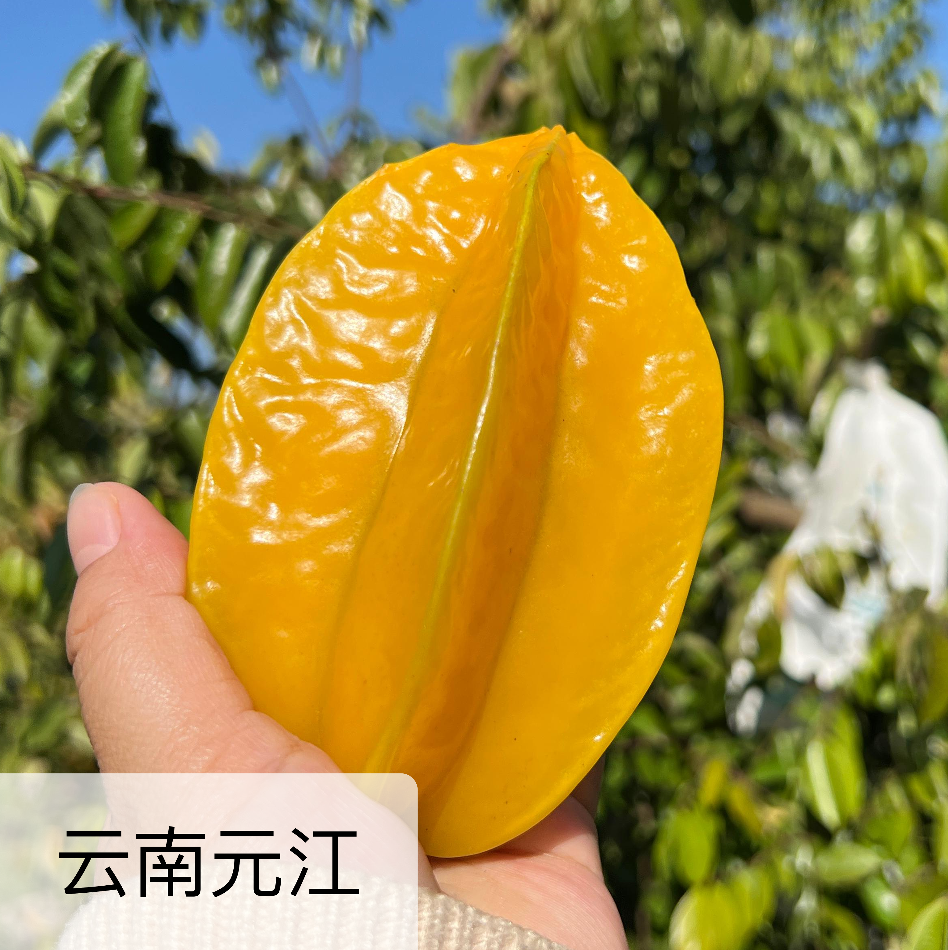 有机杨桃 2.4斤/4斤