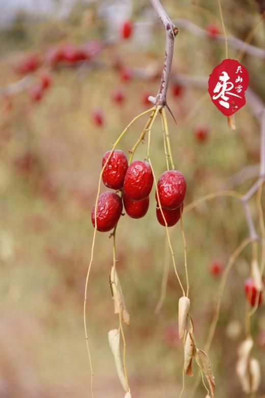 新疆天山雪枣  树上自然吊干100+天  肉质紧实糯韧  不催熟不膨大 商品图6