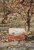新疆天山雪枣  树上自然吊干100+天  肉质紧实糯韧  不催熟不膨大 商品缩略图8