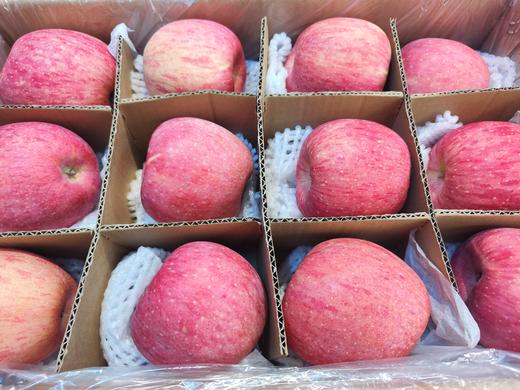 【团购特惠】洛川苹果，浓郁的苹果香，一口嘎嘣脆，汁水又多脆又甜，皮薄、核小食之有味~ 商品图0