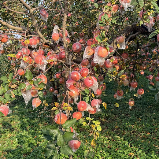 西岳甜心红富士，酥脆爽口，一口爆汁，源自华山脚下，自然生长有几率出现冰糖心，果香也十分浓郁哦~ 商品图6