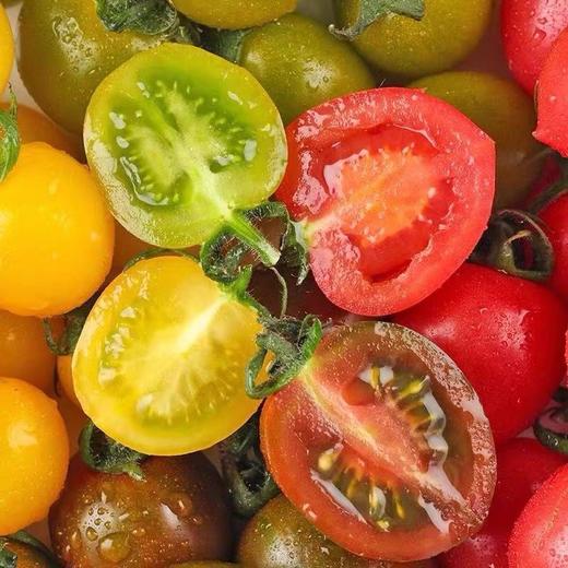 维C小战士||会爆浆的三色小番茄 绿色天然 清甜爽口 果香浓郁 新鲜现摘  商品图13