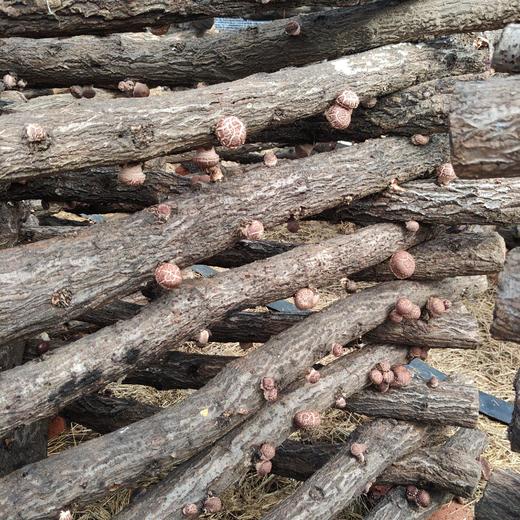有机段木鲜香菇 1斤/2斤装 商品图2