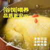 散养当归鸡 商品缩略图2