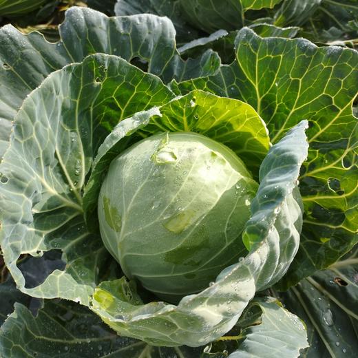 守仁慈心蔬菜组合 露天种植 胡萝卜、包菜、白菜花、土豆、芋头、香叶芥菜、上海青、绿菜苔、菠菜、生菜、香菜、小茴香、乌青菜、红皮萝卜、白萝卜、娃娃菜当季新鲜生态种植蔬菜【顺丰快递】 商品图1