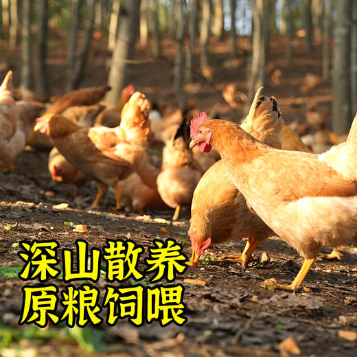 散养当归鸡 商品图1