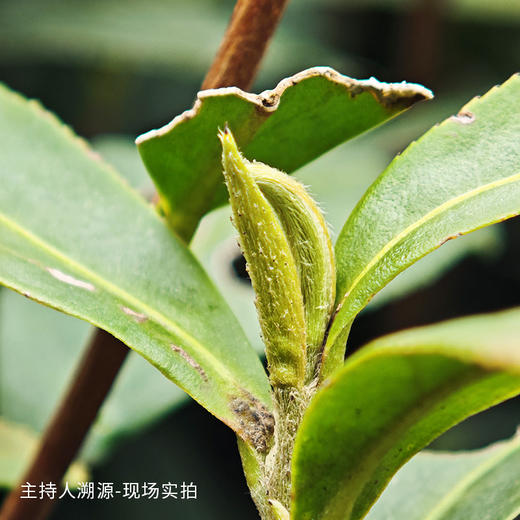 【金奖特级西湖龙井】2026新茶预售！明前头采 西湖产区 金奖特级 有机种植 专属采摘区 杭州市统一官方防伪（三折预售、第二件半价） 商品图10