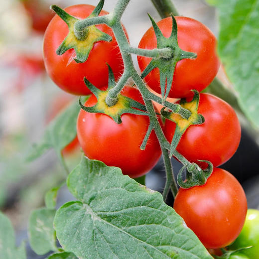 新鲜多彩小番茄多味体验现摘现发顺丰包邮果蔬两吃清脆爽口 咬一口汁水丰盈 商品图4