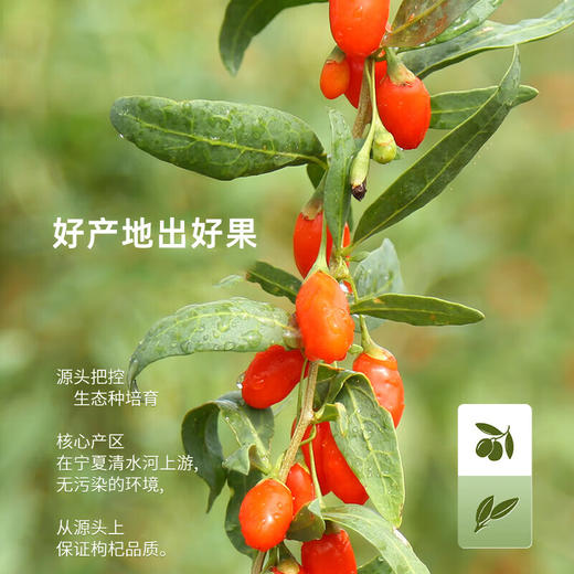 蜀渝天香 枸杞王60g/袋 商品图3