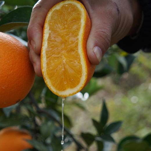 【限量秒杀】正宗赣南脐橙高山果老树脐橙 10斤/20斤装 玲珑果（带箱）德邦快递  2025年赣南脐橙协会地标证明千万级绿萌机器选果非人工盲选（因为看不到果肉里面的品质和糖酸度比） 商品图9