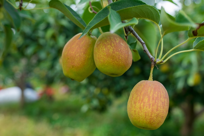 【197项农残O检出】【中国地理标志产品】【新疆库尔勒香梨】 皮薄肉细  脆甜多汁