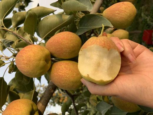 【197项农残O检出】【中国地理标志产品】【新疆库尔勒香梨】 皮薄肉细  脆甜多汁 商品图5