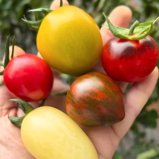 新鲜多彩小番茄多味体验现摘现发顺丰包邮果蔬两吃清脆爽口 咬一口汁水丰盈 商品图1