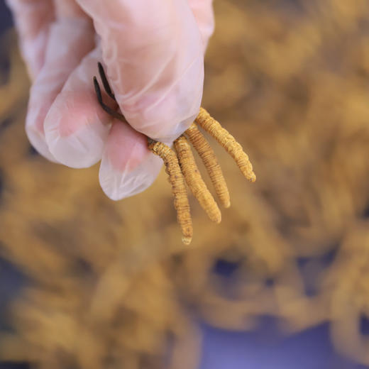 【雪域高原的礼物•西藏那曲野生冬虫夏草】野生！头茬！那曲！西藏核心产区 2025年头茬新干草 天生天养 “植物软黄金” 可以嚼着吃的野生冬虫夏草（单根低至59.9元！） 商品图2