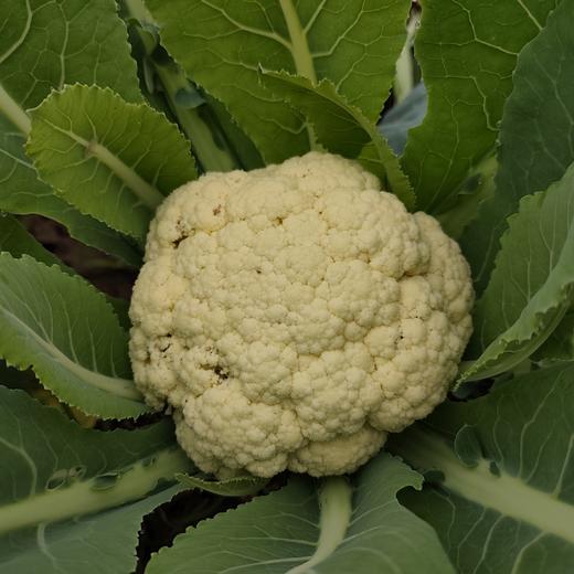 守仁慈心蔬菜组合 露天种植 胡萝卜、包菜、白菜花、土豆、芋头、香叶芥菜、上海青、绿菜苔、菠菜、生菜、香菜、小茴香、乌青菜、红皮萝卜、白萝卜、娃娃菜当季新鲜生态种植蔬菜【顺丰快递】 商品图4