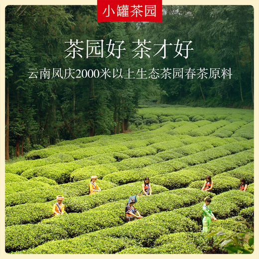 小罐茶彩宝系列滇红茶新正宗一级红茶茶叶105g*1单罐装 商品图5