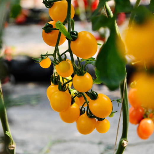 新鲜多彩小番茄多味体验现摘现发顺丰包邮果蔬两吃清脆爽口 咬一口汁水丰盈 商品图3