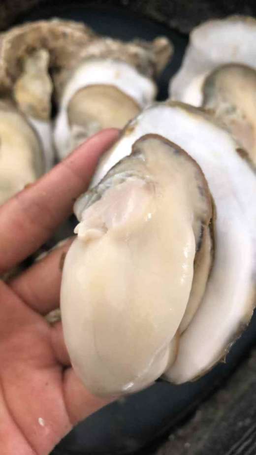 山东乳山生蚝，个体大、肥度高、肉质好、味鲜美  保鲜保活～ 商品图6