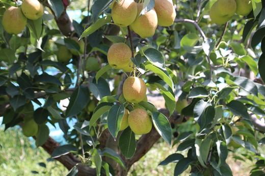 【197项农残O检出】【中国地理标志产品】【新疆库尔勒香梨】 皮薄肉细  脆甜多汁 商品图7