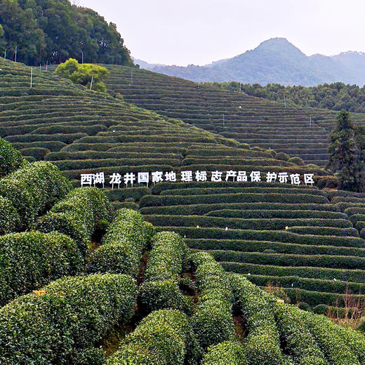 【金奖特级西湖龙井】2026新茶预售！明前头采 西湖产区 金奖特级 有机种植 专属采摘区 杭州市统一官方防伪（三折预售、第二件半价） 商品图6