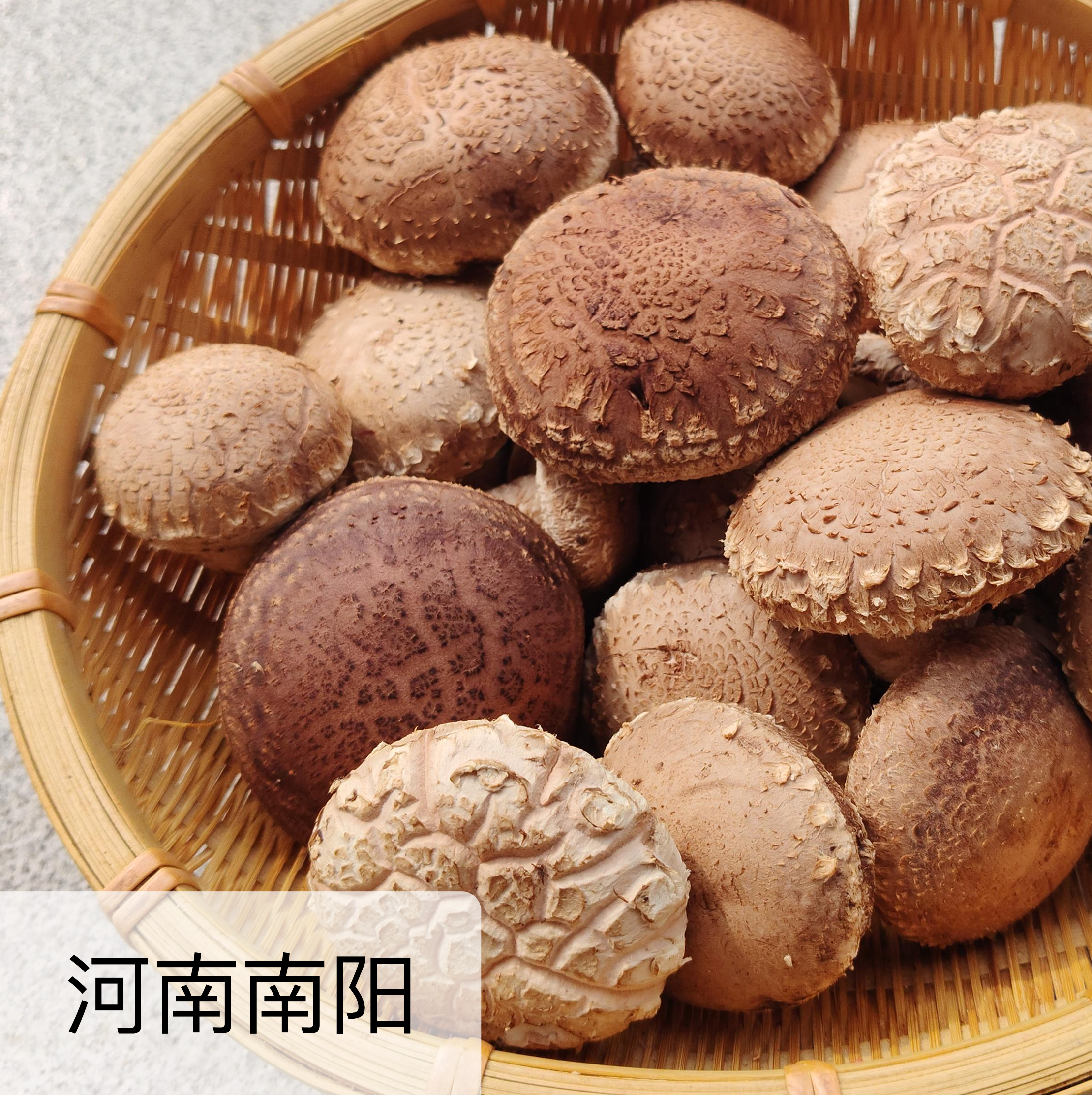 有机段木鲜香菇 1斤/2斤装