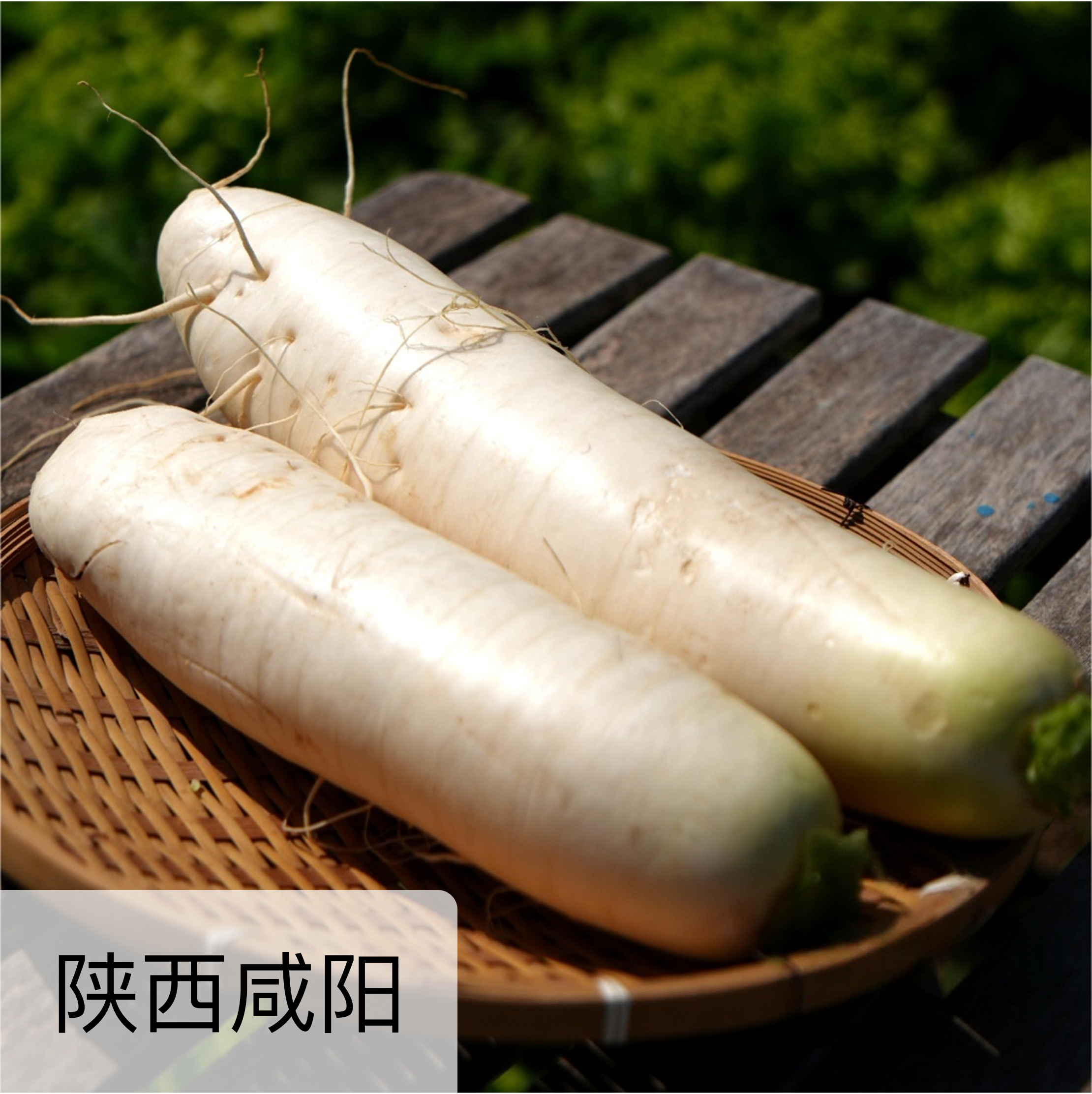 生态青白萝卜 4.5斤装