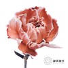 单头康乃馨 | 吸色布朗尼【国产吸色，可能染色不均匀 介意慎拍】 商品缩略图1