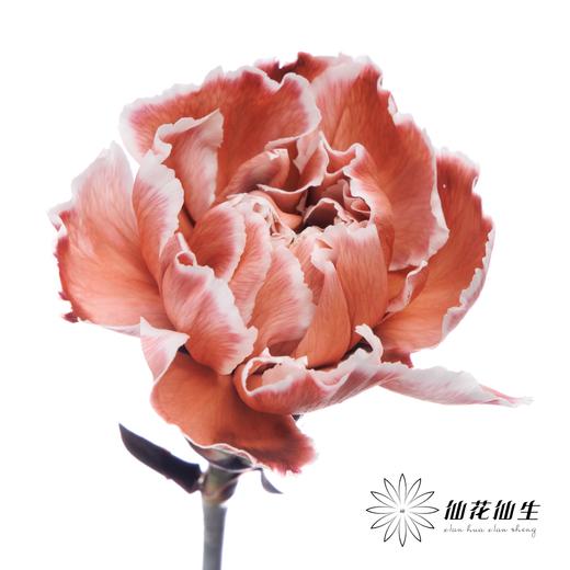 单头康乃馨 | 吸色布朗尼【国产吸色，可能染色不均匀 介意慎拍】 商品图1