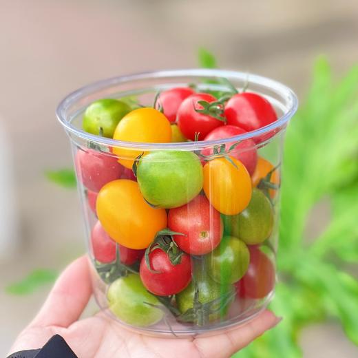 维C小战士||会爆浆的三色小番茄 绿色天然 清甜爽口 果香浓郁 新鲜现摘  商品图14