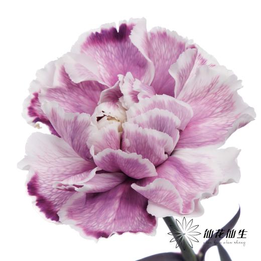 单头康乃馨 | 吸色紫色【国产吸色，可能染色不均匀 介意慎拍】 商品图1