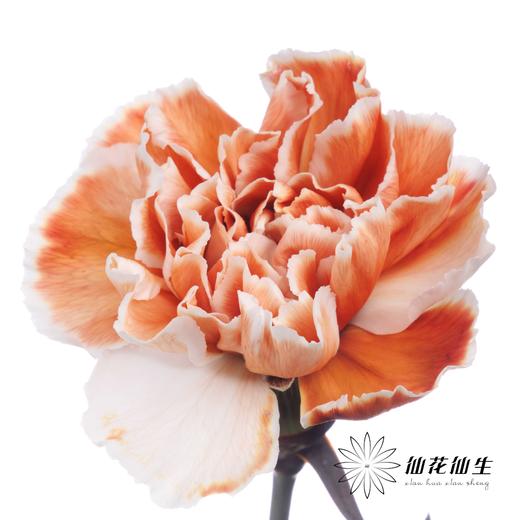 单头康乃馨 | 吸色焦糖色【国产吸色，可能染色不均匀 介意慎拍】 商品图1