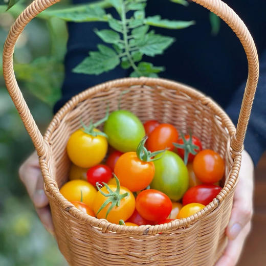 维C小战士||会爆浆的三色小番茄 绿色天然 清甜爽口 果香浓郁 新鲜现摘  商品图12
