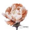 单头康乃馨 | 吸色摩卡棕【国产吸色，可能染色不均匀 介意慎拍】 商品缩略图1
