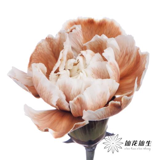 单头康乃馨 | 吸色摩卡棕【国产吸色，可能染色不均匀 介意慎拍】 商品图1