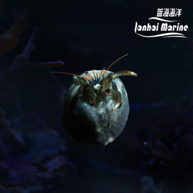 白指寄居蟹