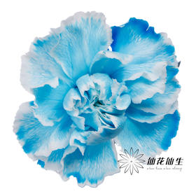 单头康乃馨 | 吸色蓝色【国产吸色，可能染色不均匀 介意慎拍】