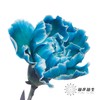 单头康乃馨 | 吸色孔雀蓝【国产吸色，可能染色不均匀 介意慎拍】 商品缩略图2
