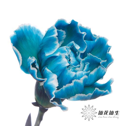 单头康乃馨 | 吸色孔雀蓝【国产吸色，可能染色不均匀 介意慎拍】 商品图2